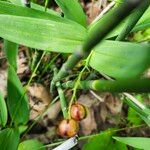 Maianthemum stellatum Ffrwyth