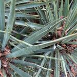 Yucca pallida Hoja