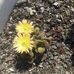 Aloinopsis luckhoffii Flower