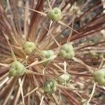 Allium cristophii फल