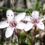 Arenaria purpurascens Flor