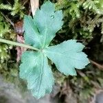 Sanicula europaea Hoja