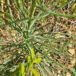 Scorzonera aristata 葉