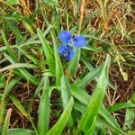 Commelina latifolia Blad