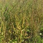 Rumex obtusifoliusFlower