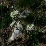 Noccaea montana Virág