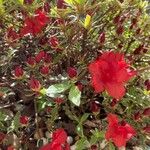Rhododendron japonicum Cvet