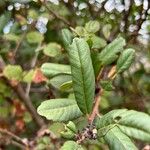 Frangula californica Blad