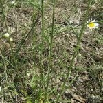 Erysimum diffusum برگ