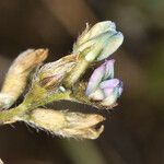 Oxytropis deflexa Çiçek