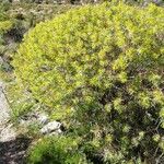 Euphorbia dendroides Flower