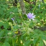 Lactuca macrophylla Flor