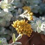 Helichrysum argyrophyllum