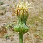 Malacothrix glabrata Flower