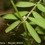 Vicia loiseleurii Altres