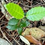 Notholithocarpus densiflorus Blad