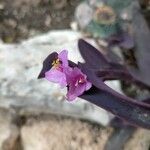 Tradescantia × andersoniana Flower