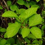 Schisandra chinensis Fuelha