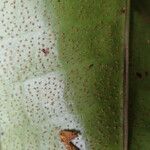 Microsorum punctatum Blatt
