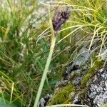 Carex parviflora 花