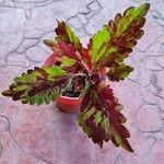 Plectranthus scutellarioides Leaf