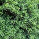 Picea glauca 葉