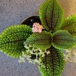 Pilea involucrata Ліст