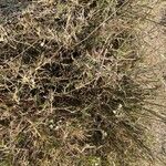 Commicarpus plumbagineus Sonstige
