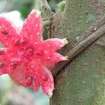 Siparuna grandiflora Blomst