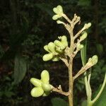 Conchocarpus nicaraguensis Frukt