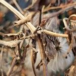 Clematis tangutica Bark