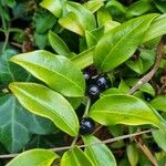 Sarcococca confusa整株植物