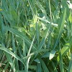 Sonchus maritimus Deilen