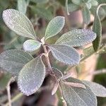Salvia chamaedryoides Feuille