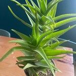 Aloe ciliaris Folha