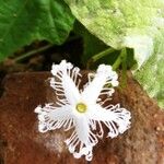Trichosanthes cucumerina Kwiat