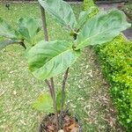 Terminalia catappa পাতা