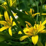 Gagea lutea Blomst