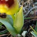 Ophrys tenthredinifera Hoja