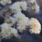 Gymnanthemum amygdalinum Blüte