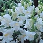 Antirrhinum australe 花