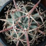 Echinocactus texensis Yaprak