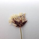 Juncus thomsonii Flower