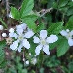 Rubus argutus Blüte