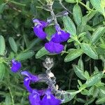 Salvia chamaedryoidesFlower