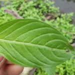 Ludwigia erecta Blatt