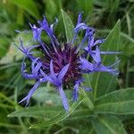 Centaurea montanaFlor