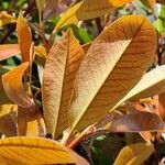 Photinia fraseri Leaf