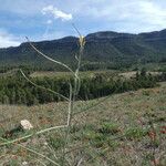 Sisymbrium orientale Плід