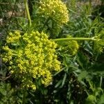 Polytaenia nuttallii Flower